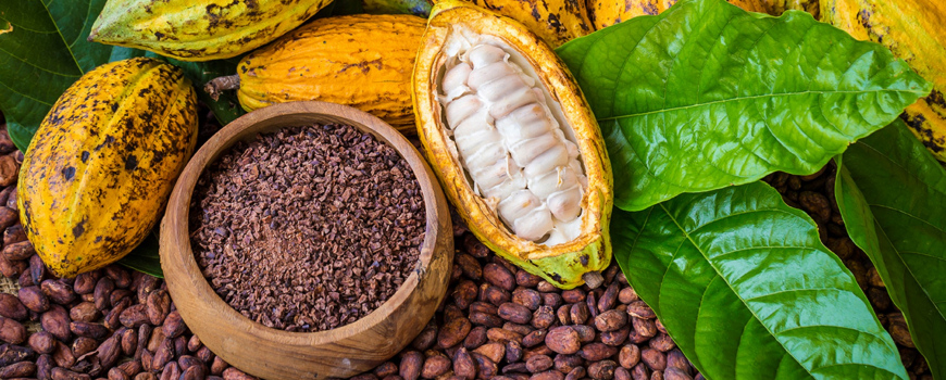 Kakaobaum – Kakao