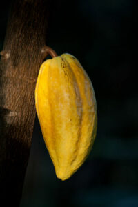 Kakao Frucht