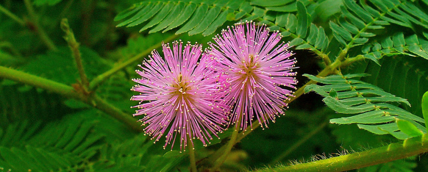 Mimose – Mimosa pudica